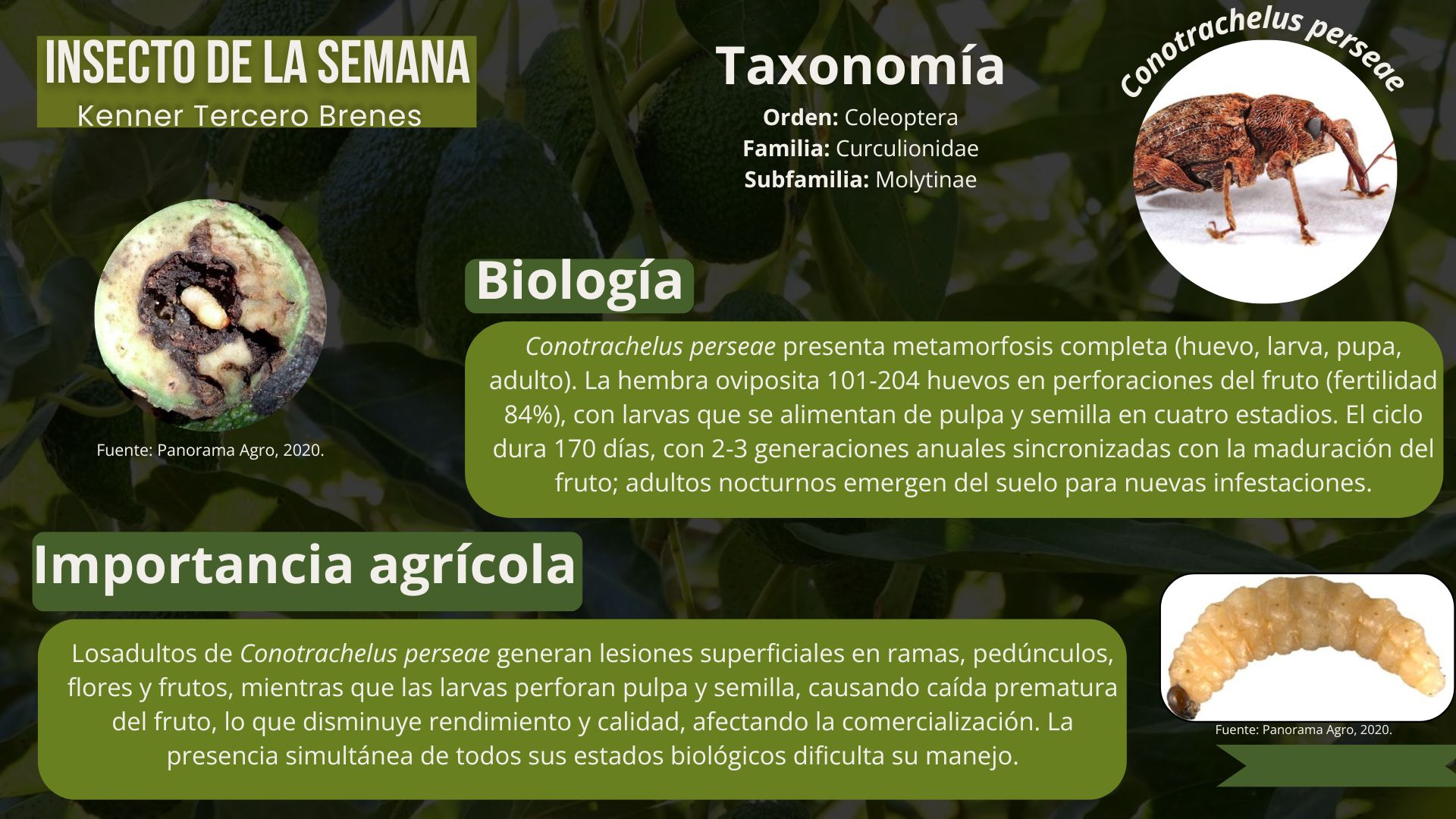 Insecto de la semana
